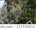 Plum tree branch with buds 137556811