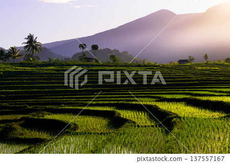 Beautiful morning view indonesia Panorama Landscape paddy fields with beauty color and sky natural light Beautiful morning view indonesia Panorama Landscape paddy fields with beauty color and sky natural light 137557167