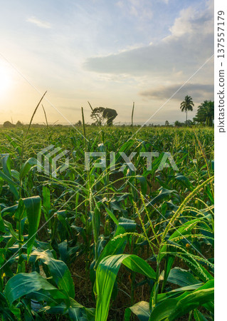 Beautiful morning view indonesia Panorama Landscape paddy fields with beauty color and sky natural light 137557179