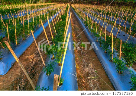 Beautiful morning view indonesia Panorama Landscape paddy fields with beauty color and sky natural light 137557180