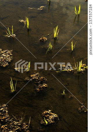 Beautiful morning view indonesia Panorama Landscape paddy fields with beauty color and sky natural light 137557184