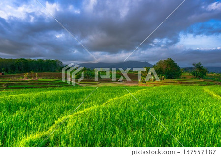 Beautiful morning view indonesia Panorama Landscape paddy fields with beauty color and sky natural light Beautiful morning view indonesia Panorama Landscape paddy fields with beauty color and sky natural light 137557187