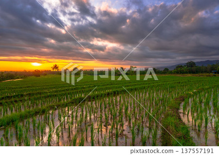 Beautiful morning view indonesia Panorama Landscape paddy fields with beauty color and sky natural light Beautiful morning view indonesia Panorama Landscape paddy fields with beauty color and sky natural light 137557191