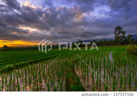 Beautiful morning view indonesia Panorama Landscape paddy fields with beauty color and sky natural light 137557192