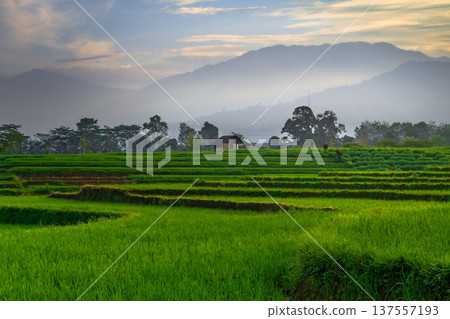 Beautiful morning view indonesia Panorama Landscape paddy fields with beauty color and sky natural light Beautiful morning view indonesia Panorama Landscape paddy fields with beauty color and sky natural light 137557193