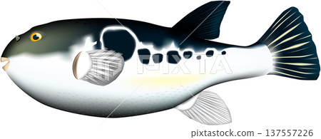 Tiger pufferfish illustration vector 137557226