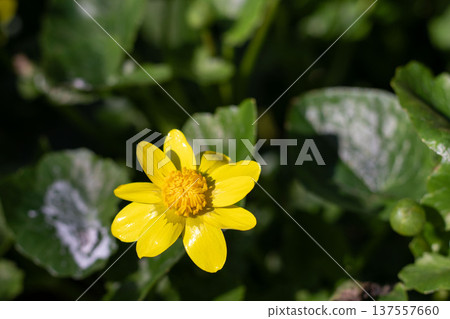 Close-up of yellow marsh marigold flowers blooming in spring 137557660