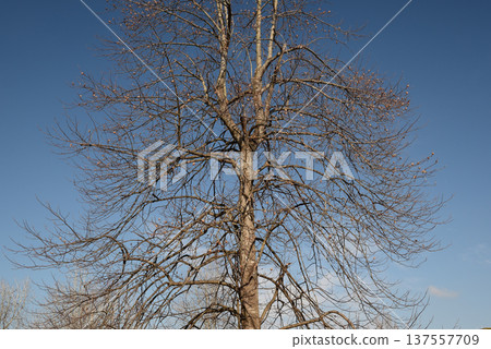 Withered trees and blue sky 137557709