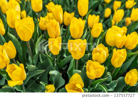 Vibrant Yellow Tulips in Full Bloom, Netherlands Garden Delight, Spring Flowers, Floral Beauty Vibrant Yellow Tulips in Full Bloom, Netherlands Garden Delight, Spring Flowers, Floral Beauty 137557727