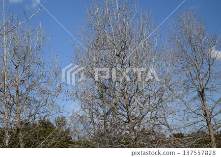 Withered trees and blue sky 137557828