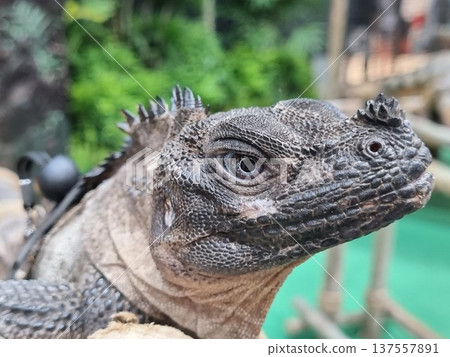 Close-up profile of a prehistoric-looking Sailfin Lizard with detailed scales and sharp eye. The reptile is wearing a black harness in a domestic or zoo setting with a blurred green background. Close-up profile of a prehistoric-looking Sailfin Lizard with detailed scales and sharp eye. The reptile is wearing a black harness in a domestic or zoo setting with a blurred green background. 137557891