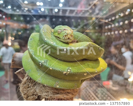 Vibrant green tree python coiled on a branch in a glass terrarium enclosure. Exotic reptile showcasing its distinctive scales and resting position in a zoo or pet exhibition setting. Vibrant green tree python coiled on a branch in a glass terrarium enclosure. Exotic reptile showcasing its distinctive scales and resting position in a zoo or pet exhibition setting. 137557893