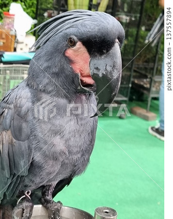 Close-up portrait of a majestic Palm Cockatoo with dark grey feathers and a large black beak. The exotic bird features distinctive red facial patches and a feathered crest on its head. Close-up portrait of a majestic Palm Cockatoo with dark grey feathers and a large black beak. The exotic bird features distinctive red facial patches and a feathered crest on its head. 137557894
