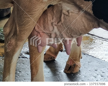 Close-up shot of a dairy cow udder and teats on a farm. The image shows the anatomy of the mammary glands with prominent veins. Veterinary and agricultural concept of milk production and farming. Close-up shot of a dairy cow udder and teats on a farm. The image shows the anatomy of the mammary glands with prominent veins. Veterinary and agricultural concept of milk production and farming. 137557896