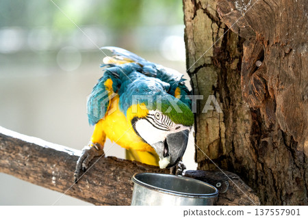 Vibrant blue and yellow macaw parrot perched on a wooden branch while eating fruit from a metal bowl. Tropical bird with colorful plumage in a natural habitat setting or zoo enclosure. Vibrant blue and yellow macaw parrot perched on a wooden branch while eating fruit from a metal bowl. Tropical bird with colorful plumage in a natural habitat setting or zoo enclosure. 137557901