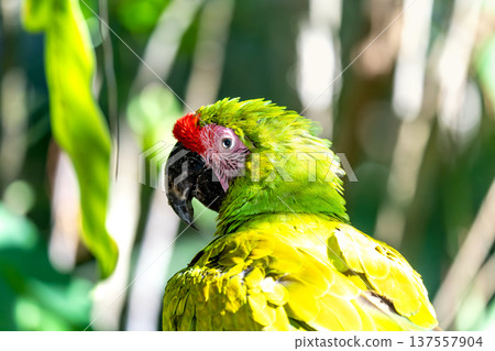 Detailed portrait of a Great Green Macaw parrot with vibrant green plumage and a red forehead. The exotic bird is set against a lush, out-of-focus tropical jungle background on a sunny day. Detailed portrait of a Great Green Macaw parrot with vibrant green plumage and a red forehead. The exotic bird is set against a lush, out-of-focus tropical jungle background on a sunny day. 137557904