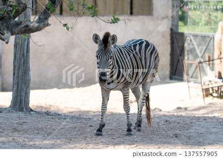 Grevy zebra with distinctive thin stripes standing in a zoo enclosure. This wild African mammal is looking at the camera against a neutral wall with a large tree and dry sandy ground. Grevy zebra with distinctive thin stripes standing in a zoo enclosure. This wild African mammal is looking at the camera against a neutral wall with a large tree and dry sandy ground. 137557905