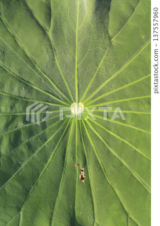Details of the nature Details of the nature 137557960