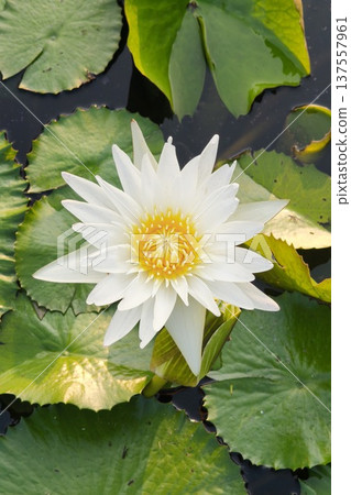 Close up white color fresh lotus blossom 137557961