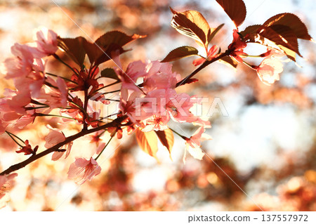 夕陽染紅了櫻花和嫩葉。 137557972