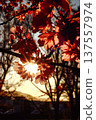 Cherry blossoms illuminated by the setting sun 137557974