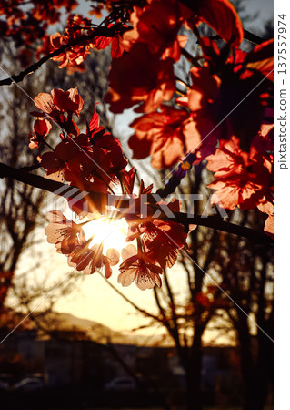 Cherry blossoms illuminated by the setting sun Cherry blossoms illuminated by the setting sun 137557974