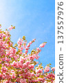 Cherry blossoms in the blue sky 137557976
