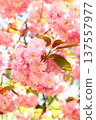 Double cherry blossoms shine in the spring sunlight 137557977