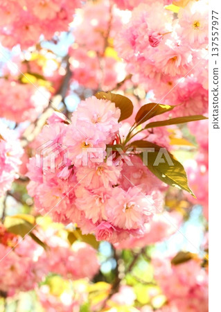 Double cherry blossoms shine in the spring sunlight Double cherry blossoms shine in the spring sunlight 137557977