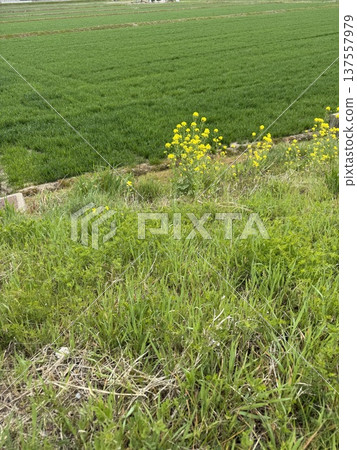 油菜花和稻田 油菜花和稻田 137557979
