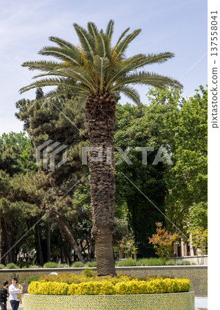 A tall palm tree stands in a park with a flower bed around it 137558041