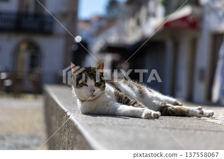 Relaxed Cat Sunbathing on Urban Wall in Quaint European Street 137558067