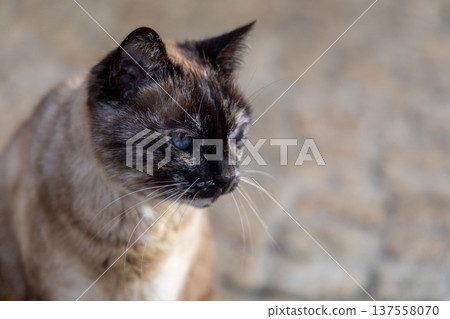 Closeup of Thoughtful Tortoiseshell Cat with Blue Eyes on Cobblestone Path 137558070