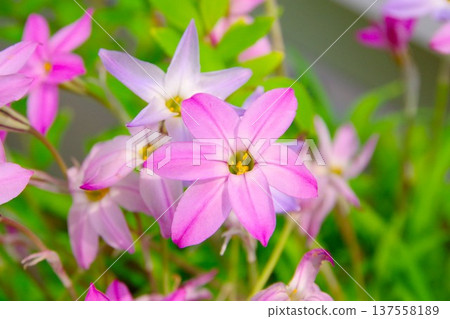 伊菲翁百合的粉紅色花朵 137558189