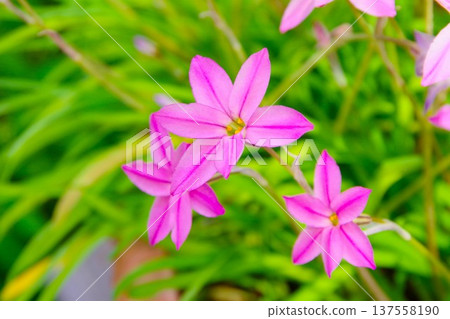 Pink flowers of Ipheion lily Pink flowers of Ipheion lily 137558190