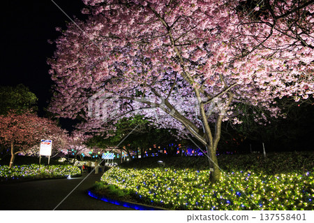 Nabana no Sato Kawazu Cherry Blossom and Plum Grove Light-Up & Illumination Nabana no Sato Kawazu Cherry Blossom and Plum Grove Light-Up & Illumination 137558401