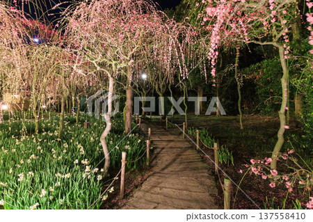 河津名花之裡櫻花梅園燈光秀 河津名花之裡櫻花梅園燈光秀 137558410