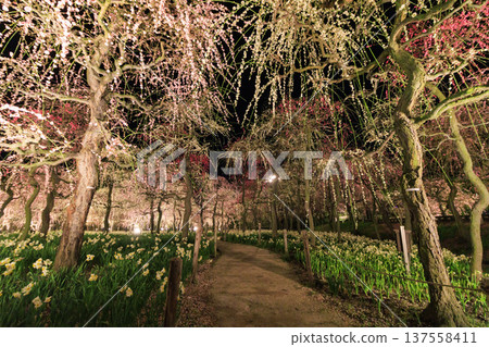Nabana no Sato Kawazu Cherry Blossom and Plum Grove Light-Up & Illumination Nabana no Sato Kawazu Cherry Blossom and Plum Grove Light-Up & Illumination 137558411