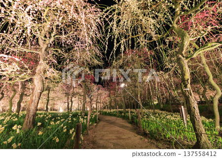 Nabana no Sato Kawazu Cherry Blossom and Plum Grove Light-Up & Illumination Nabana no Sato Kawazu Cherry Blossom and Plum Grove Light-Up & Illumination 137558412