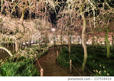 Nabana no Sato Kawazu Cherry Blossom and Plum Grove Light-Up & Illumination Nabana no Sato Kawazu Cherry Blossom and Plum Grove Light-Up & Illumination 137558419