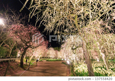 Nabana no Sato Kawazu Cherry Blossom and Plum Grove Light-Up & Illumination 137558420