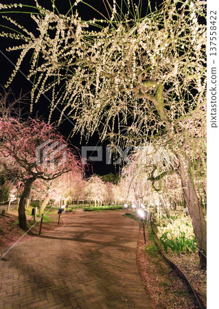 Nabana no Sato Kawazu Cherry Blossom and Plum Grove Light-Up & Illumination Nabana no Sato Kawazu Cherry Blossom and Plum Grove Light-Up & Illumination 137558422