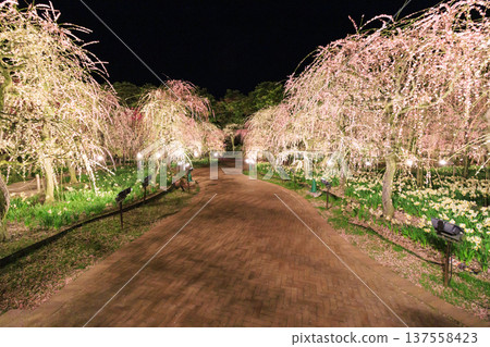 Nabana no Sato Kawazu Cherry Blossom and Plum Grove Light-Up & Illumination Nabana no Sato Kawazu Cherry Blossom and Plum Grove Light-Up & Illumination 137558423