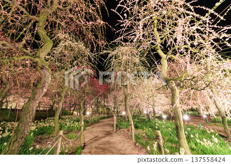 Nabana no Sato Kawazu Cherry Blossom and Plum Grove Light-Up & Illumination 137558424