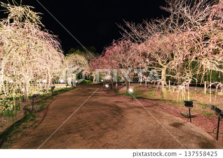 Nabana no Sato Kawazu Cherry Blossom and Plum Grove Light-Up & Illumination 137558425