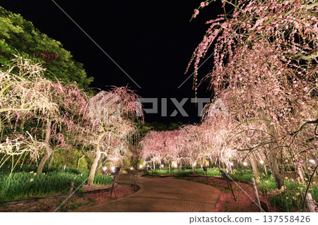 Nabana no Sato Kawazu Cherry Blossom and Plum Grove Light-Up & Illumination 137558426