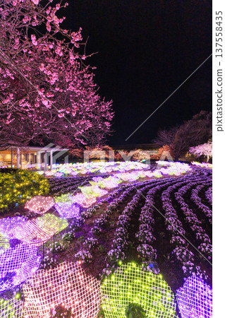 Nabana no Sato Kawazu Cherry Blossom and Plum Grove Light-Up & Illumination 137558435