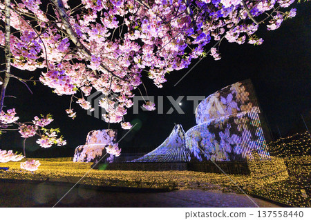 Nabana no Sato Kawazu Cherry Blossom and Plum Grove Light-Up & Illumination Nabana no Sato Kawazu Cherry Blossom and Plum Grove Light-Up & Illumination 137558440