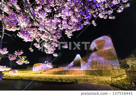 Nabana no Sato Kawazu Cherry Blossom and Plum Grove Light-Up & Illumination Nabana no Sato Kawazu Cherry Blossom and Plum Grove Light-Up & Illumination 137558441