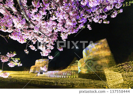 Nabana no Sato Kawazu Cherry Blossom and Plum Grove Light-Up & Illumination Nabana no Sato Kawazu Cherry Blossom and Plum Grove Light-Up & Illumination 137558444
